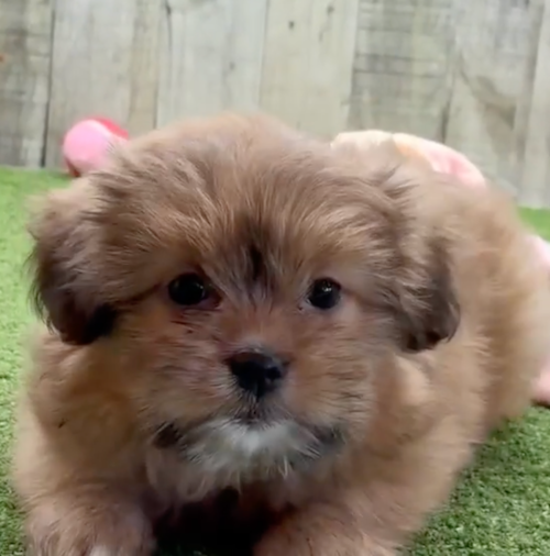 brown shih pom puppy with a fluffy coat